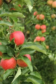 Apples on Branch Stock Photos