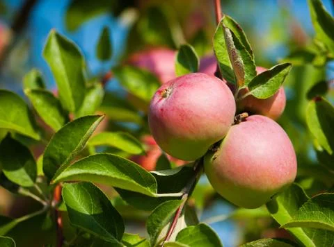 Apples on a branch Stock Photos