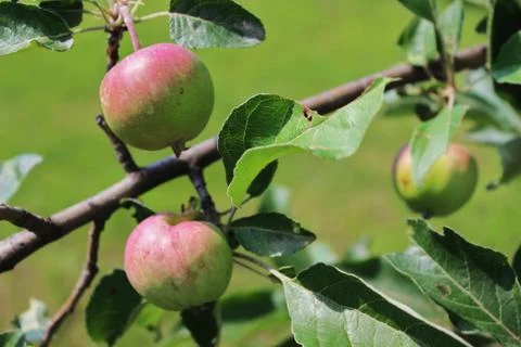 Apples on a branch Stock Photos