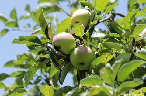 Apples on a branch Stock Photos