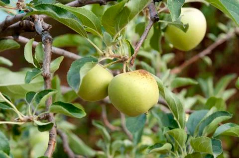 Apples on a branch Stock Photos