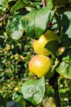 Apples on a branch. Stock Photos