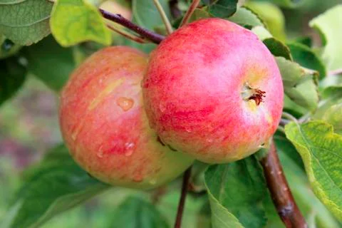 Apples on a branch Stock Photos