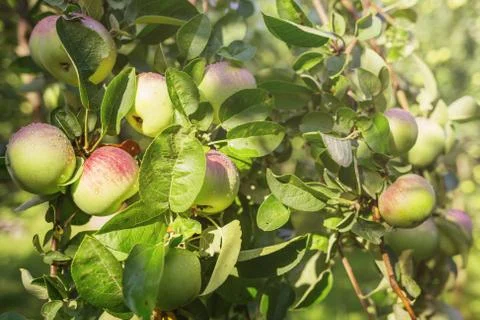 Apples on a branch. Stock Photos