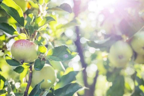 Apples on a branch. Stock Photos