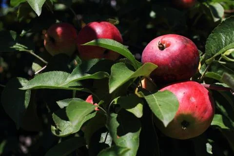 Apples on a branch Stock Photos
