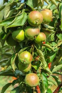 Apples on a branch Stock Photos
