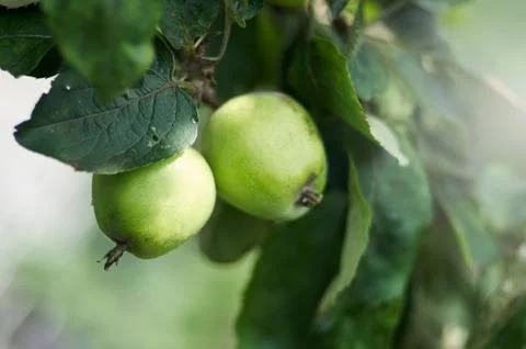 Apples on a branch Foto stock