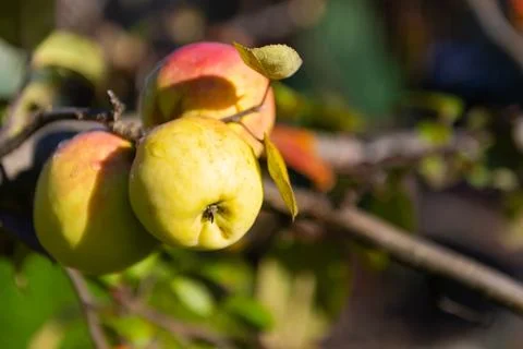 Apples on a branch Stock Photos