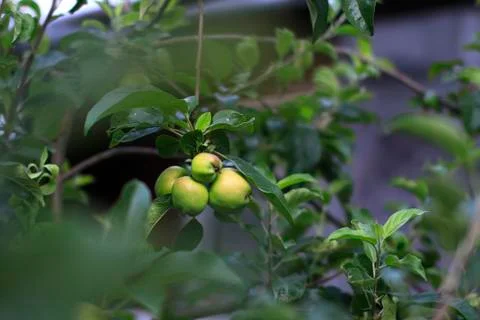 Apples on a branch. Stock Photos