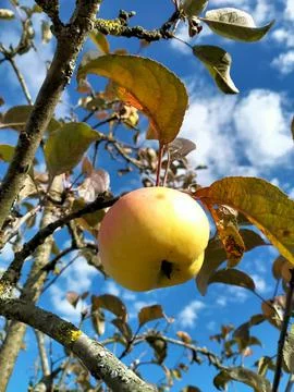Apples on a branch 写真素材