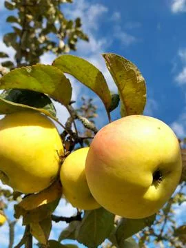Apples on a branch Stock Photos