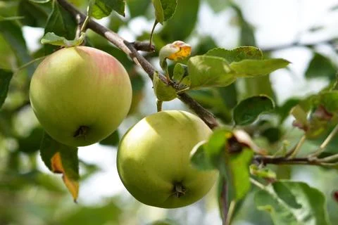 Apples on the branch Stock Photos