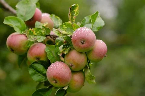 Apples on a branch Stock Photos