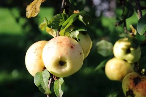 Apples on a branch Foto stock