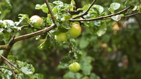 Apples on a branch in the rain Stock Footage 147030029