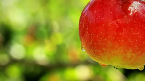 Apples on a branch.  shot slider. Stock Footage 11937592