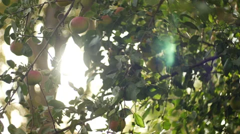 Apples on Branch with Sun Shine Stock Footage 42563258
