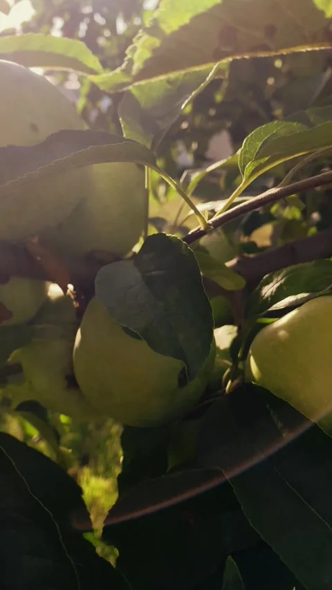 Apples on a branch, on a tree, sunlight, fruit, farm, organic product, no herbic Stock Footage 254584428