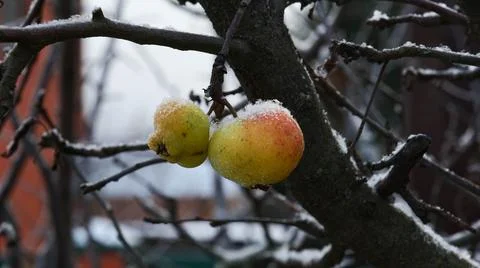 Apples on a Branch under the Snow Stock Photos