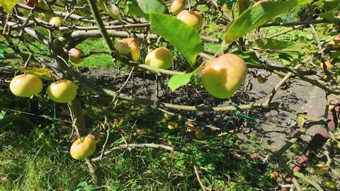 	Apples on the branches of an apple tree in the garden. Stock-Footage 318608963