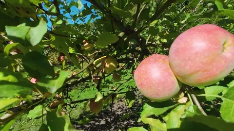 Apples on the branches of an apple tree in the garden. 库存影片 318609563
