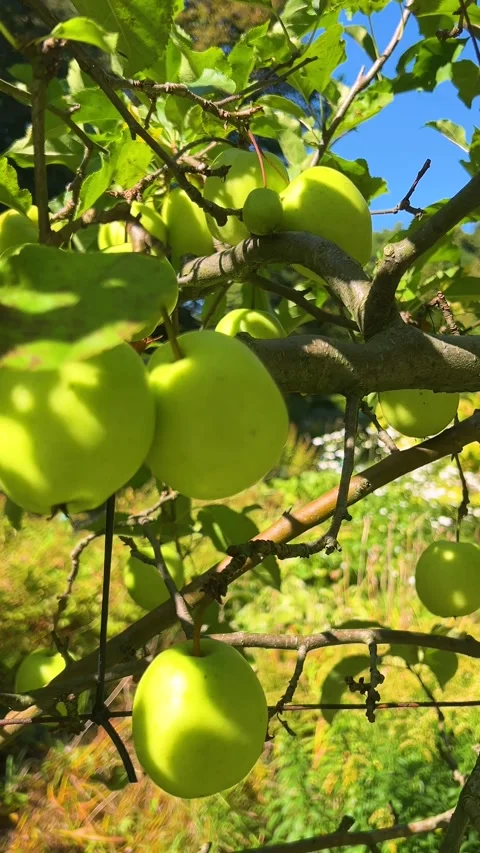 Apples on the branches of an apple tree in the garden. 库存影片 318979815