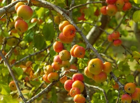 Apples on branches of apple tree Stock Photos