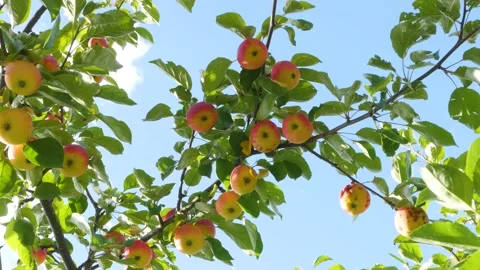 Apples on the branches of an apple tree on a sunny day Stock-Footage 159747257