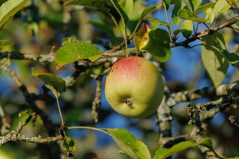 Apples on branches of apple trees. Foto stock