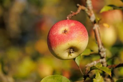Apples on branches of apple trees. Stock Photos