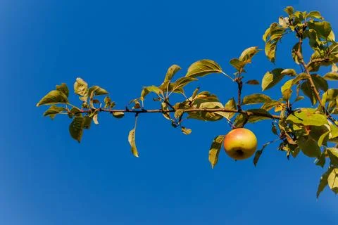 Apples on branches of apple trees. 库存照片