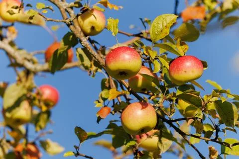 Apples on branches of apple trees. Foto stock