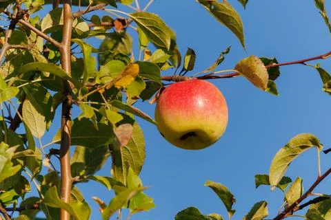 Apples on branches of apple trees. Stock Photos