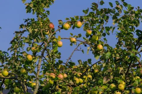 Apples on branches of apple trees. Stock Photos