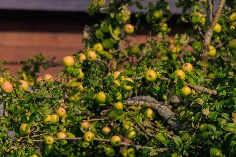 Apples on branches of apple trees. Foto stock