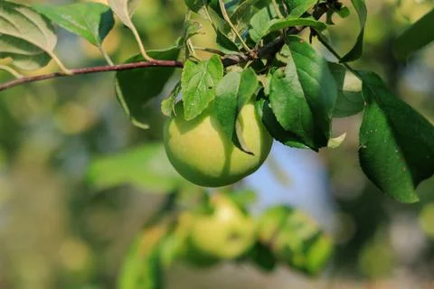Apples on branches of apple trees. Foto stock
