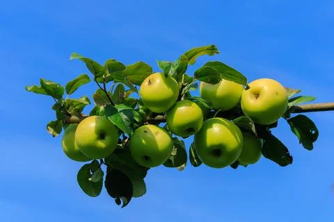 Apples on branches of apple trees. Stock Photos