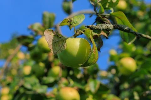 Apples on branches of apple trees. Stock Photos
