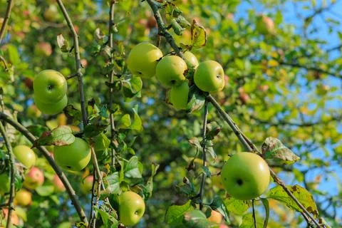 Apples on branches of apple trees. Foto stock