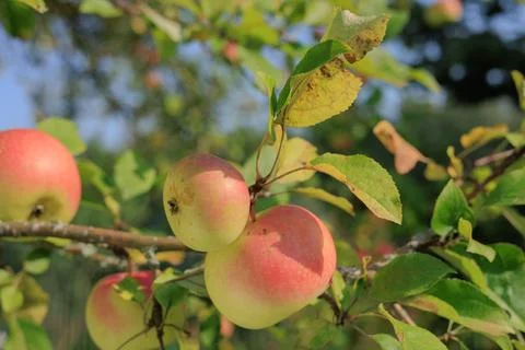 Apples on branches of apple trees on a sunny day. Foto stock
