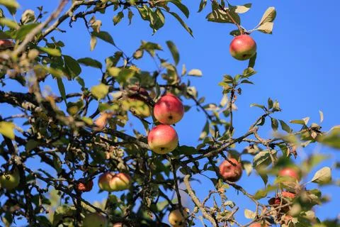 Apples on branches of apple trees on a sunny day. Photos