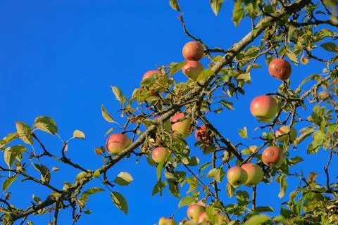 Apples on branches of apple trees on a sunny day. Foto stock