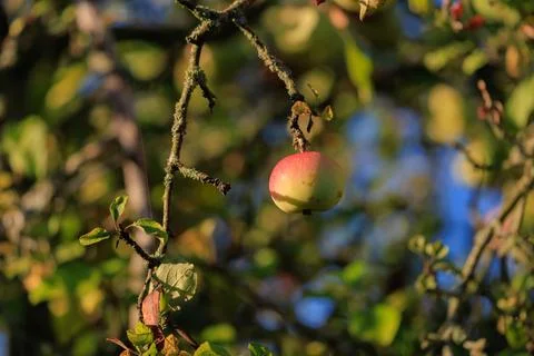 Apples on branches of apple trees on a sunny day. Foto stock