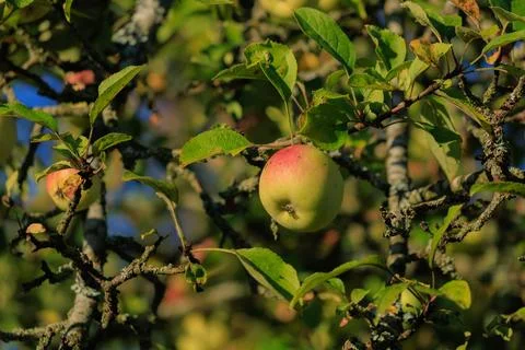 Apples on branches of apple trees on a sunny day. Foto stock