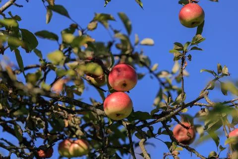 Apples on branches of apple trees on a sunny day. Stock Photos