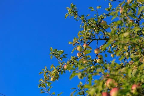 Apples on branches of apple trees on a sunny day. Foto stock