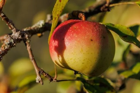 Apples on branches of apple trees on a sunny day. 스톡 사진