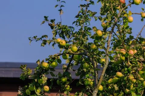 Apples on branches of apple trees on a sunny day. Foto stock