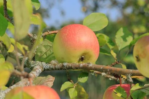 Apples on branches of apple trees on a sunny day. Foto stock